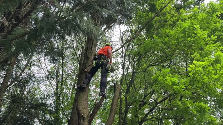 Mount Vernon, NY Tree Removal Company