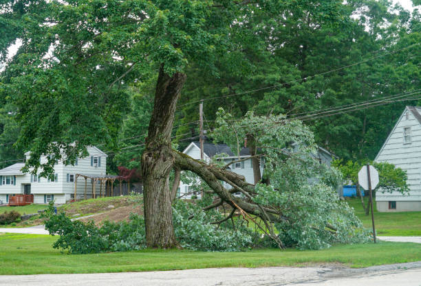 Best Utility Line Clearance  in Mount Vernon, NY
