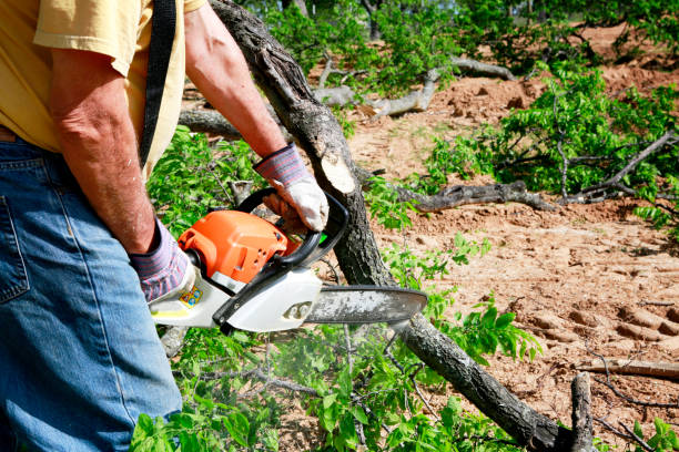 Best Lawn Watering Services  in Mount Vernon, NY